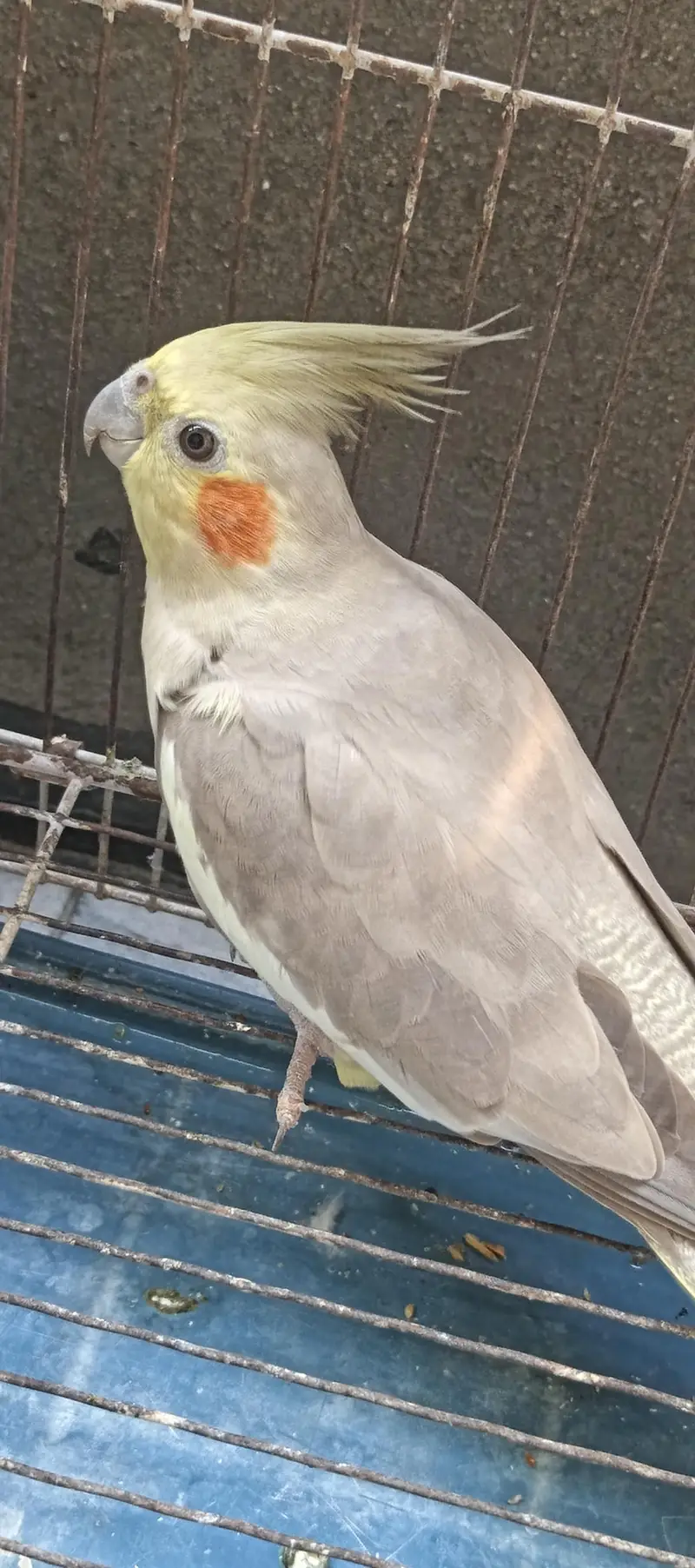 love bird pair — photo 3