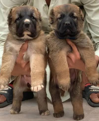 king Turkish kangal pair dabal Hadi Havey bone structure security dog