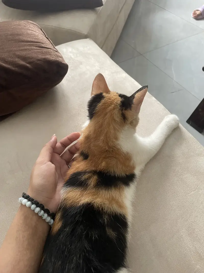 Adorable calico kitten — photo 2