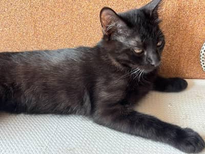 Black Bombay Male Kittens | Persian | Triple Coated