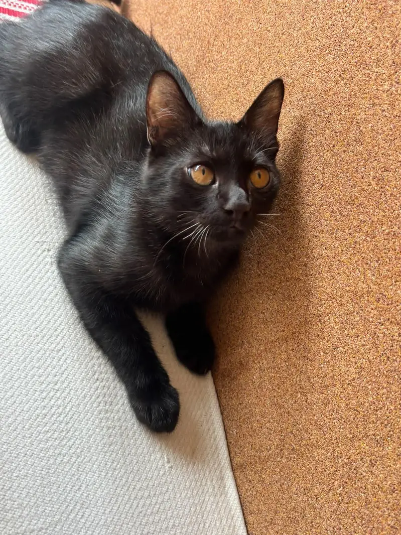 Black Bombay Male Kittens | Persian | Triple Coated — photo 2