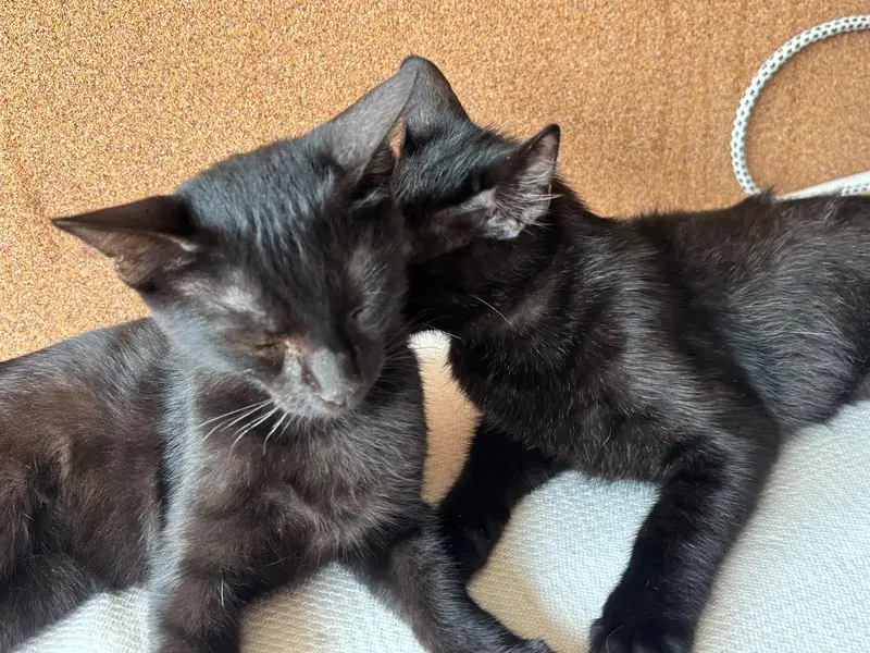 Black Bombay Male Kittens | Persian | Triple Coated — photo 3