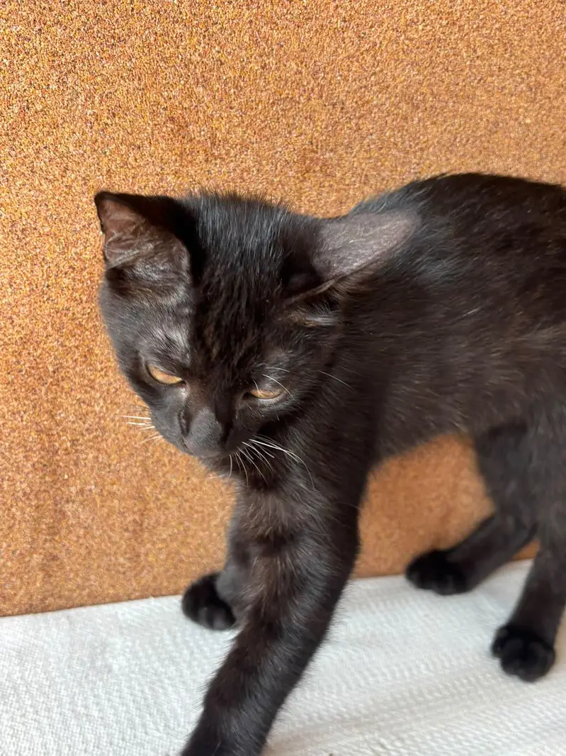 Black Bombay Male Kittens | Persian | Triple Coated — photo 4