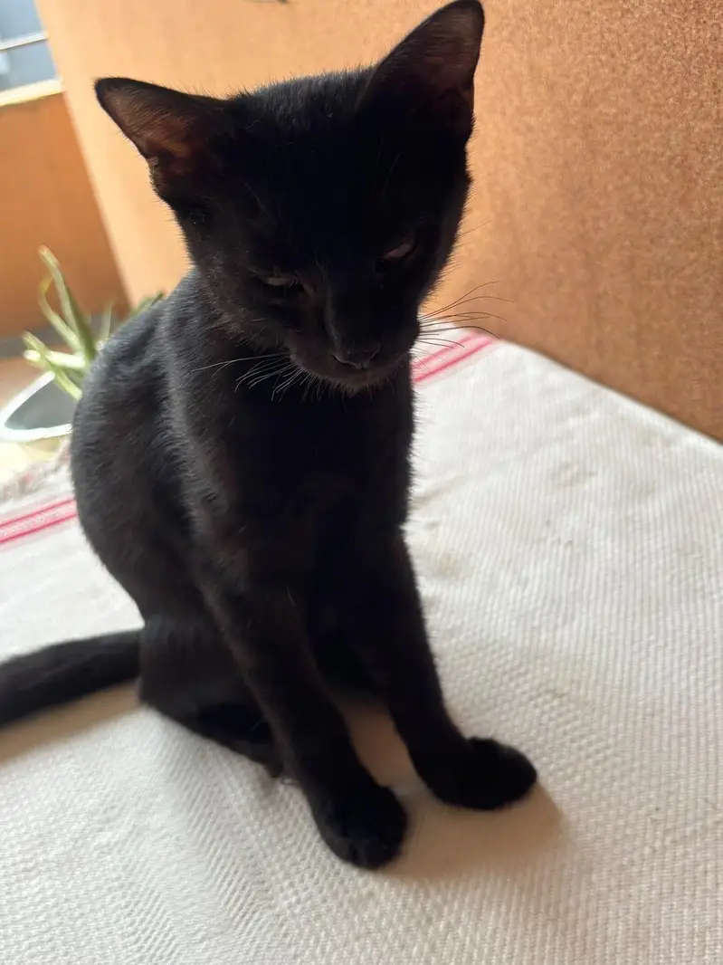 Black Bombay Male Kittens | Persian | Triple Coated — photo 5