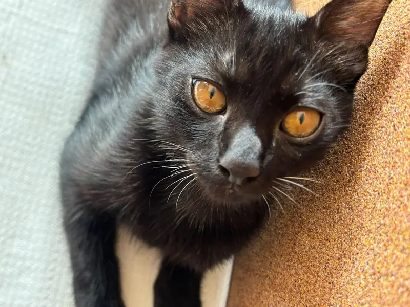 Black Bombay Male Kittens | Persian | Triple Coated — photo 6