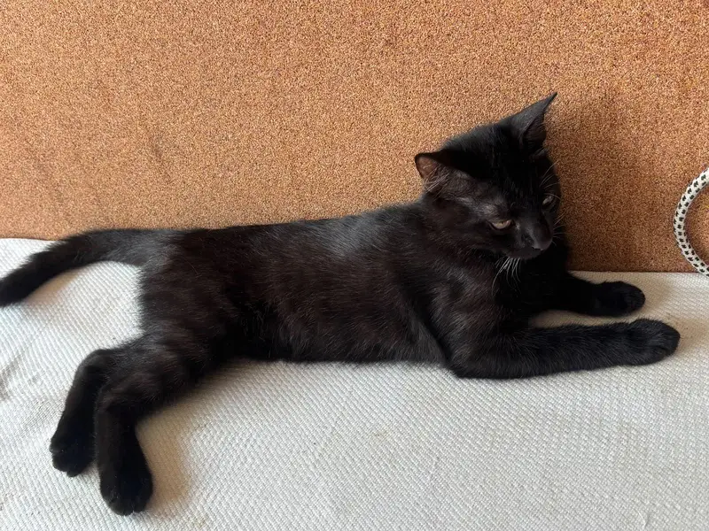 Black Bombay Male Kittens | Persian | Triple Coated — photo 7