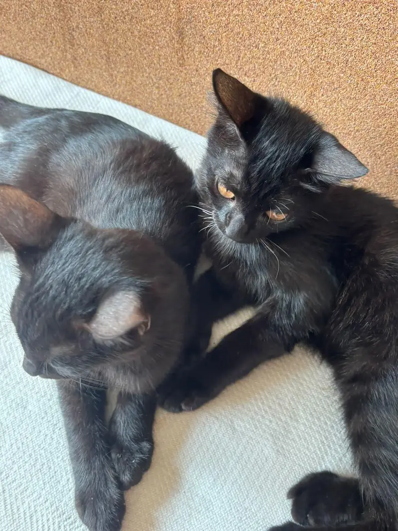 Black Bombay Male Kittens | Persian | Triple Coated — photo 8
