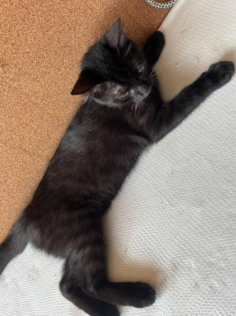 Black Bombay Male Kittens | Persian | Triple Coated — photo 9