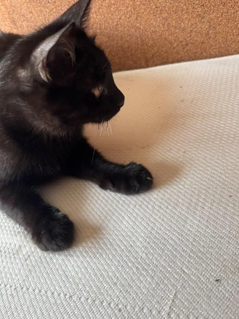 Black Bombay Male Kittens | Persian | Triple Coated — photo 10