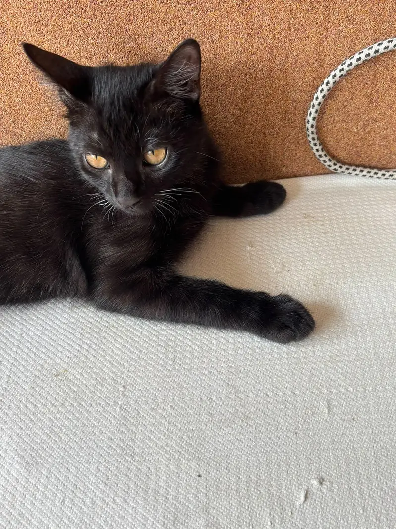 Black Bombay Male Kittens | Persian | Triple Coated — photo 11