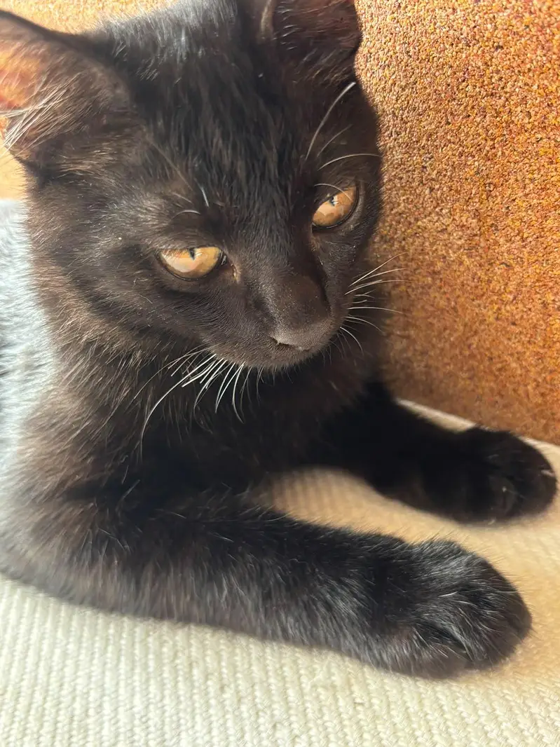 Black Bombay Male Kittens | Persian | Triple Coated — photo 12