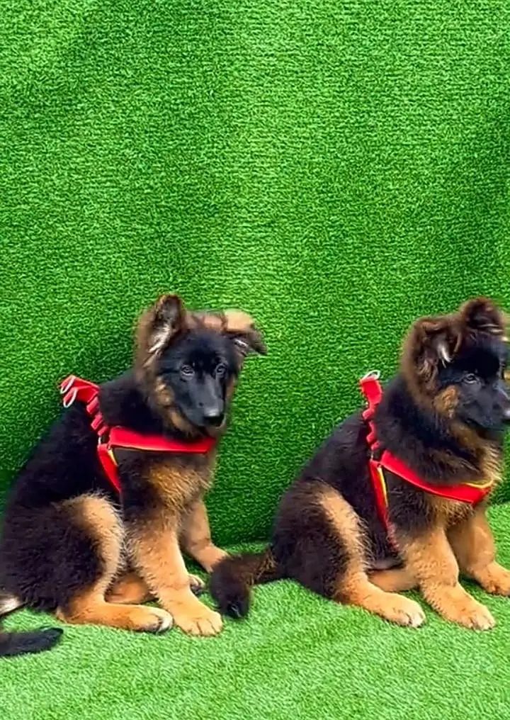 German Shepherd long coat puppies for sale my What. . . . .