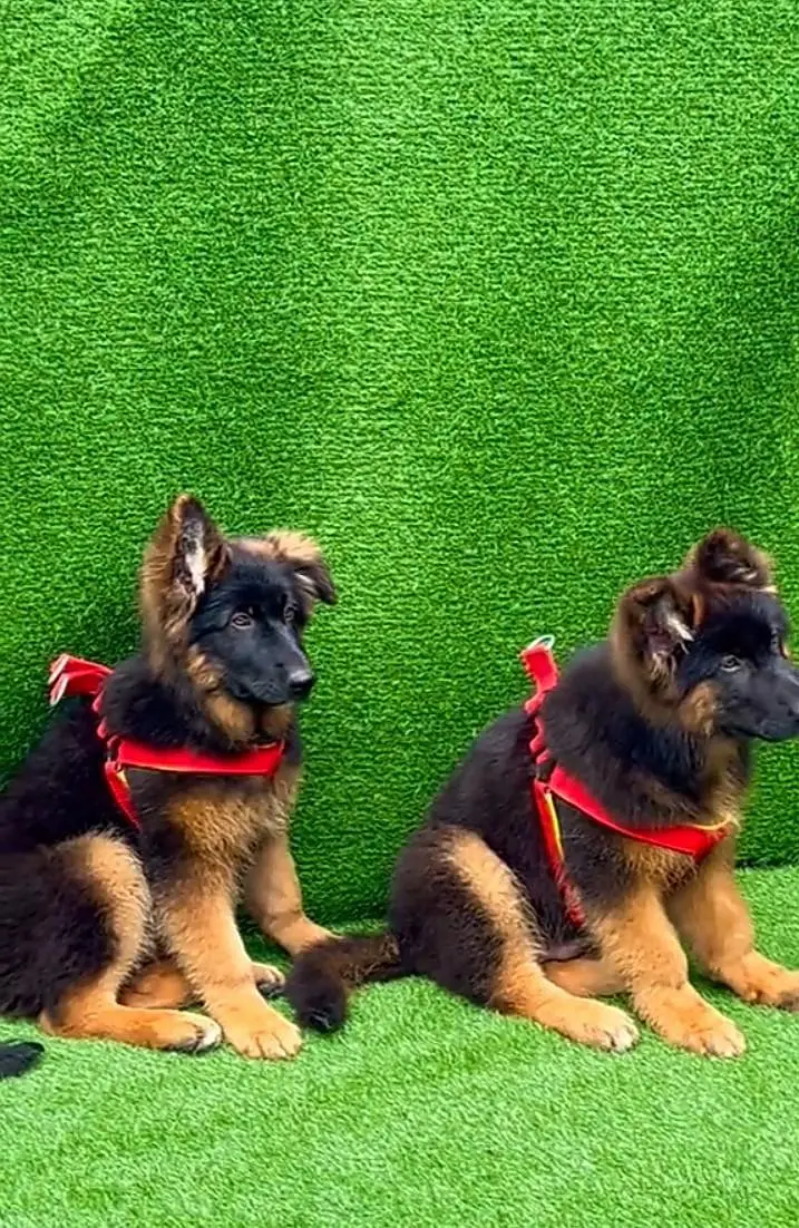 German Shepherd long coat puppies for sale my What. . . . . — photo 2