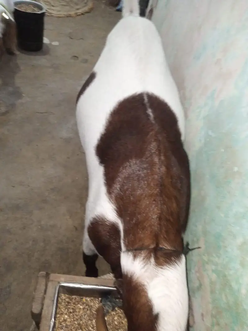 Pure gulabi Desi Bakra 0322_9140661 — photo 2