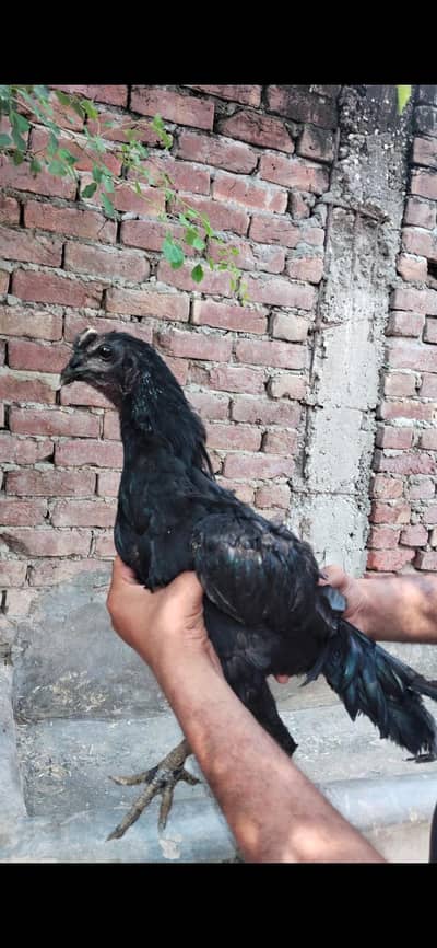 Thai , dragon, pakoye ,mianwali aseel chicks