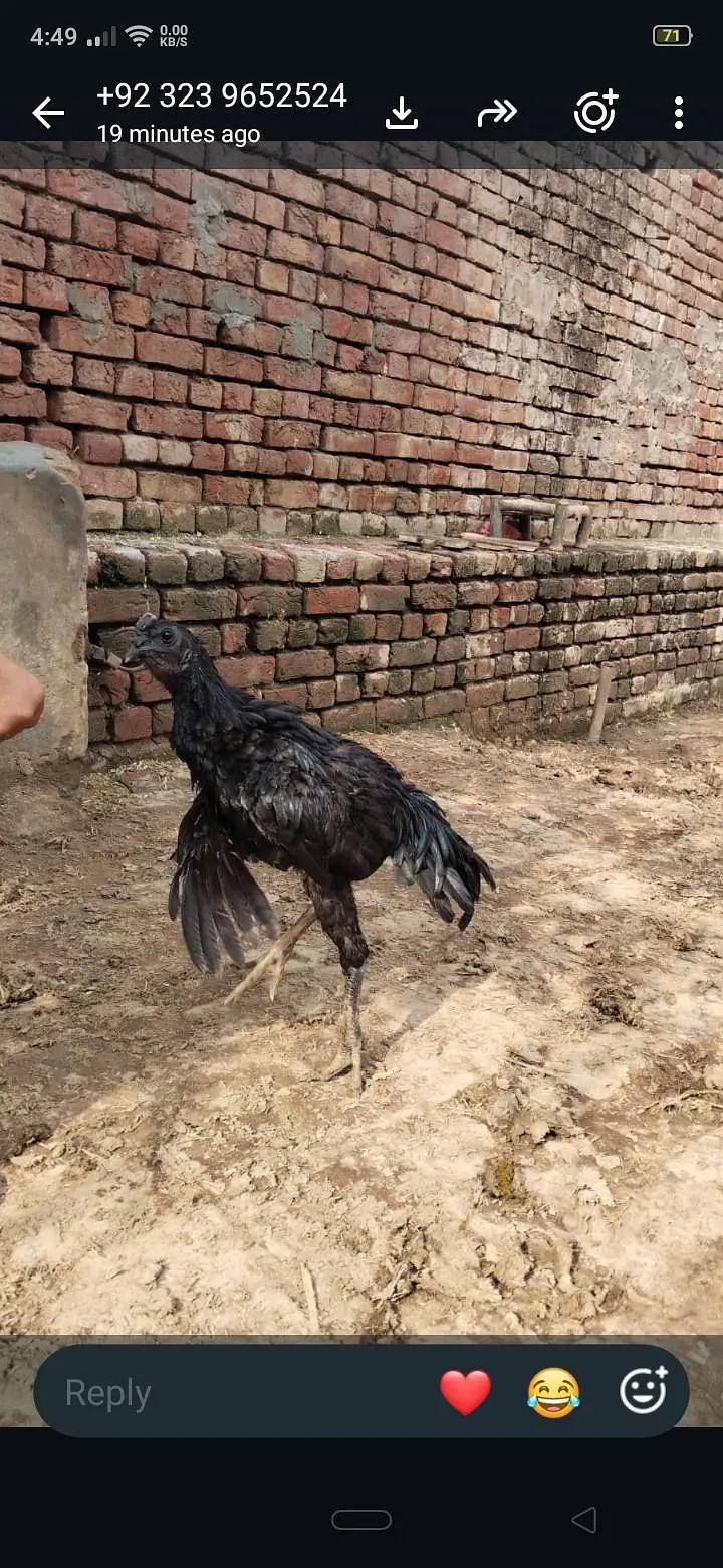 Thai , dragon, pakoye ,mianwali aseel chicks — photo 2