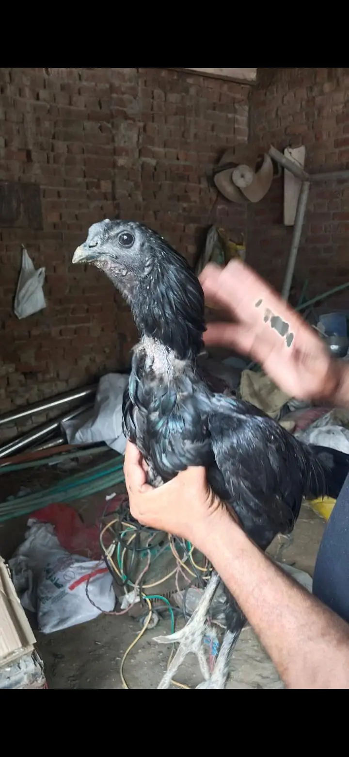 Thai , dragon, pakoye ,mianwali aseel chicks — photo 3