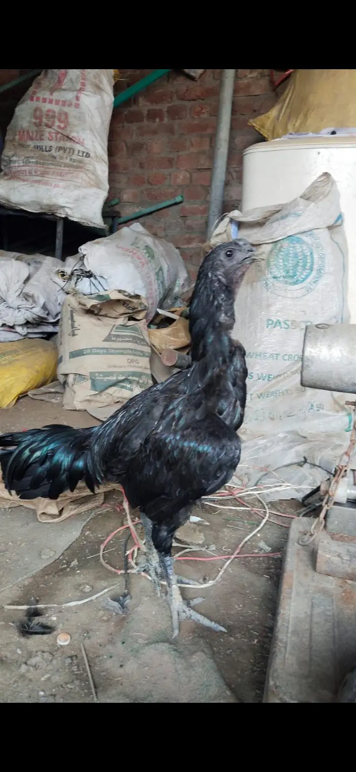 Thai , dragon, pakoye ,mianwali aseel chicks — photo 4
