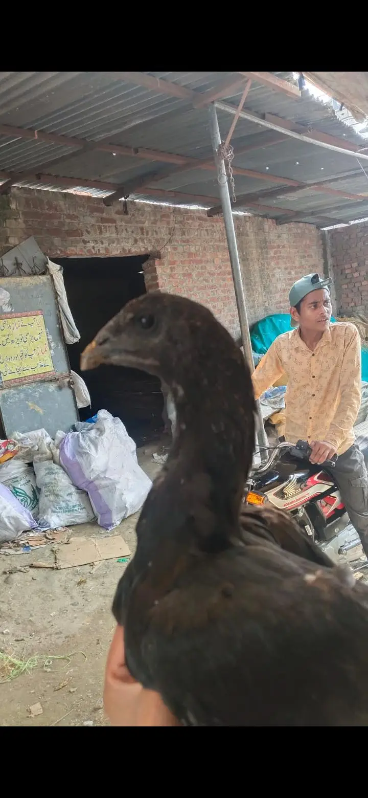 Thai , dragon, pakoye ,mianwali aseel chicks — photo 5