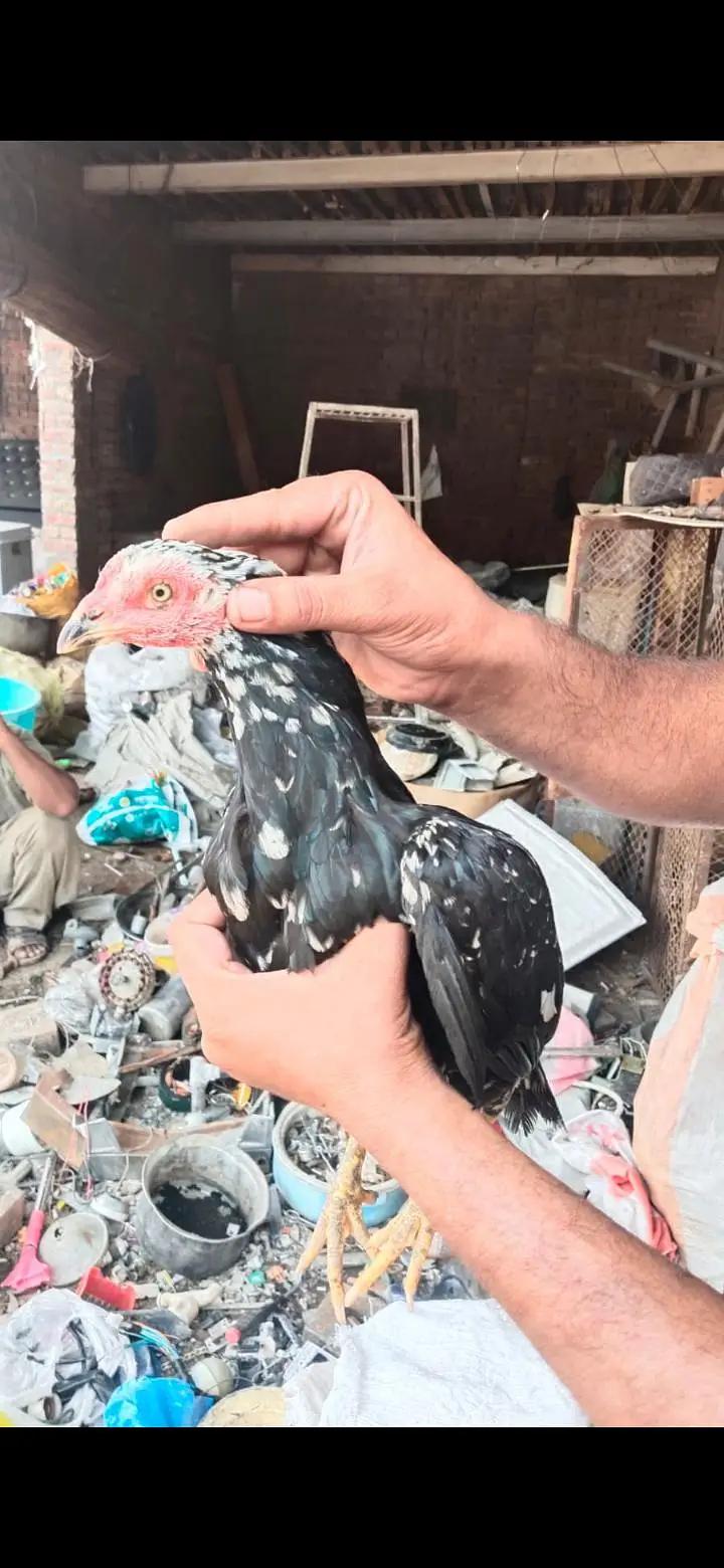 Thai , dragon, pakoye ,mianwali aseel chicks — photo 6