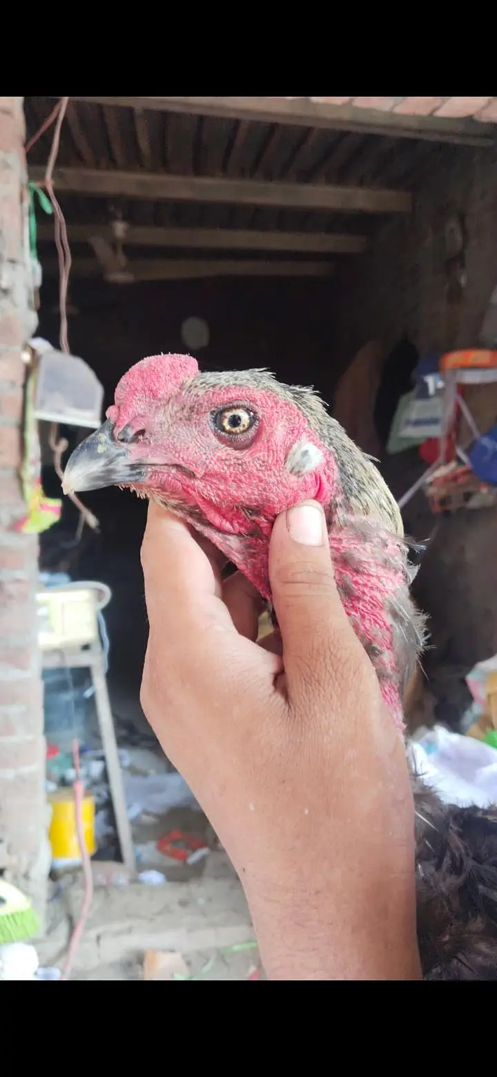 Thai , dragon, pakoye ,mianwali aseel chicks — photo 7