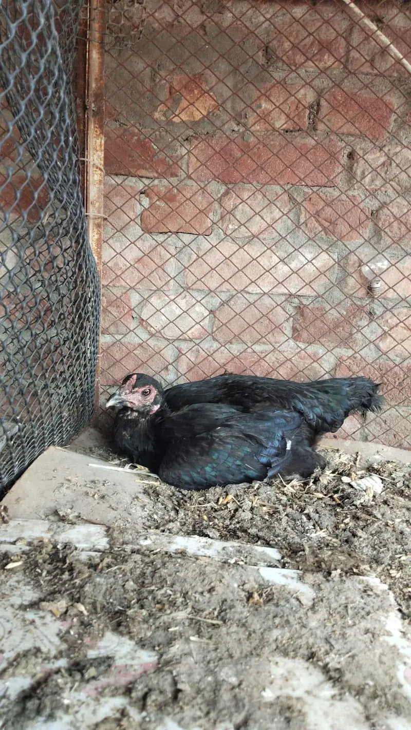 Thai , dragon, pakoye ,mianwali aseel chicks — photo 10
