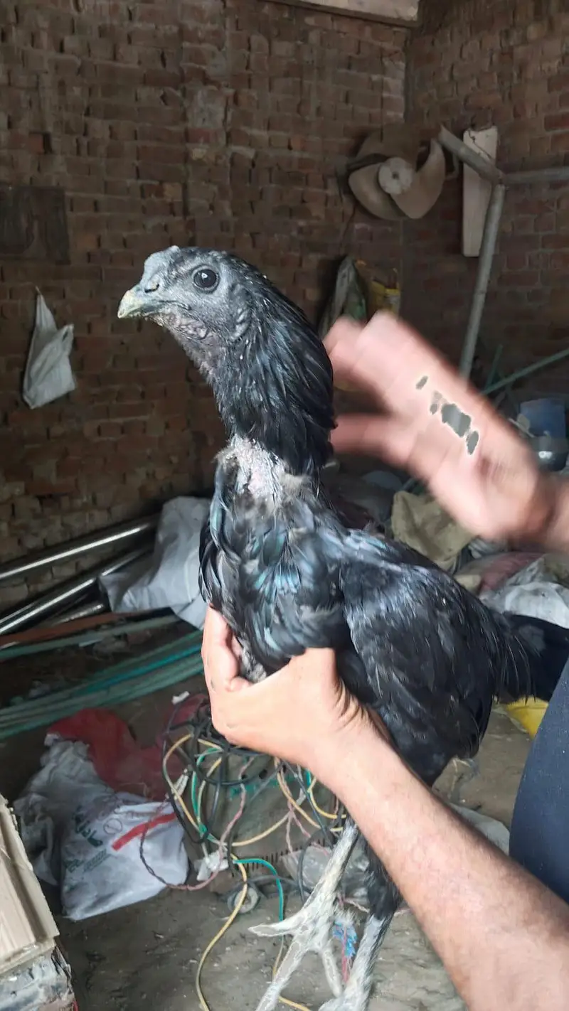 Thai , dragon, pakoye ,mianwali aseel chicks — photo 11