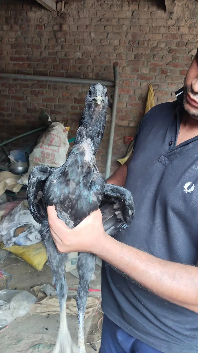 Thai , dragon, pakoye ,mianwali aseel chicks — photo 12
