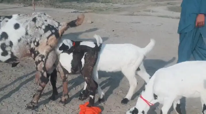 3 bacchon wali bakri for sale call+03253270474 — photo 2