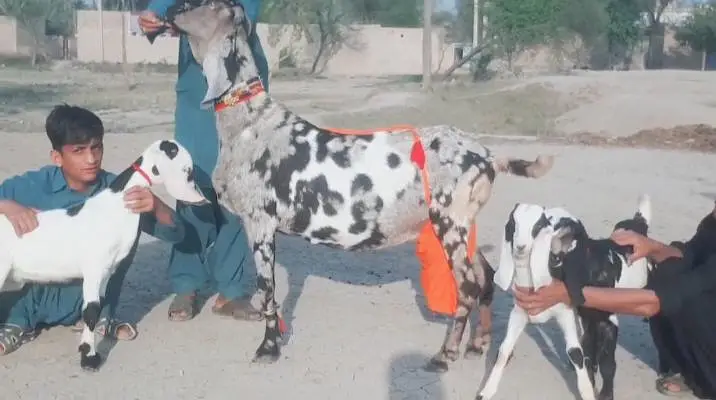 3 bacchon wali bakri for sale call+03253270474 — photo 3