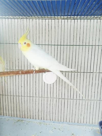 cocktail parrot