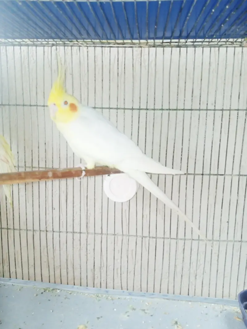 cocktail parrot — photo 2