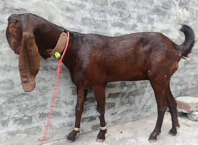 ghaban bakri