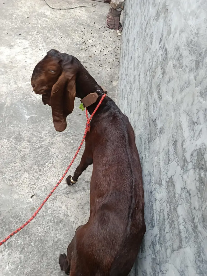 ghaban bakri — photo 2