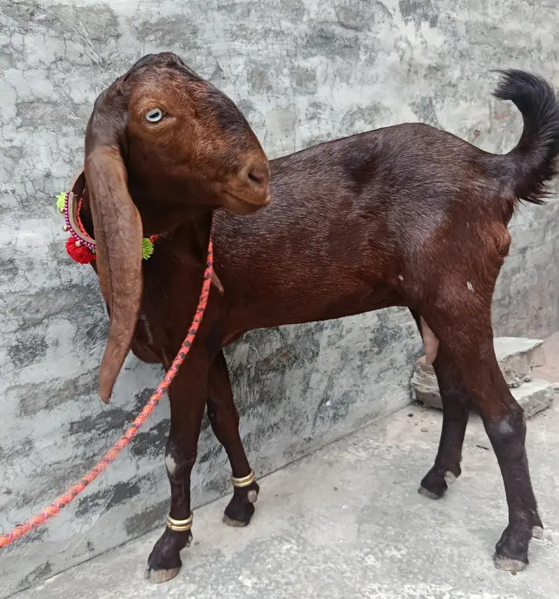 ghaban bakri — photo 3