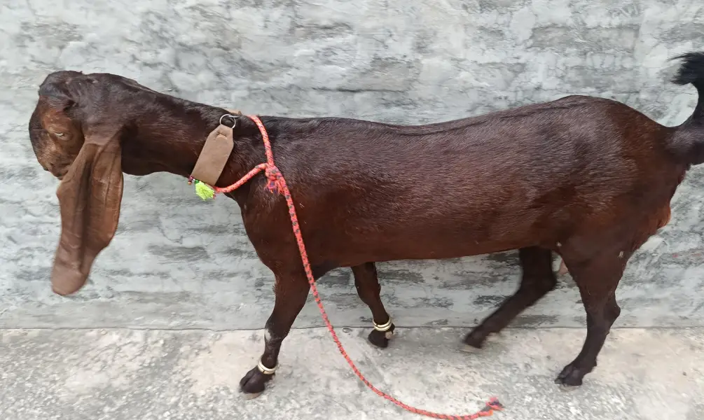 ghaban bakri — photo 4