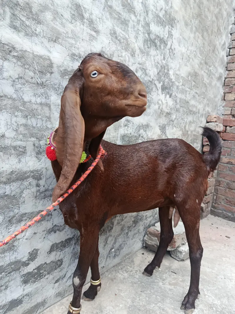ghaban bakri — photo 5