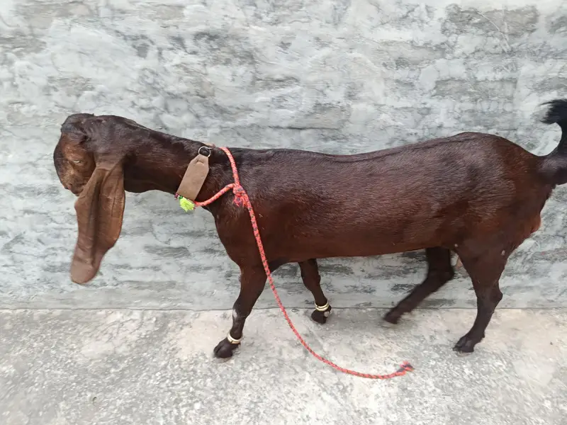 ghaban bakri — photo 6