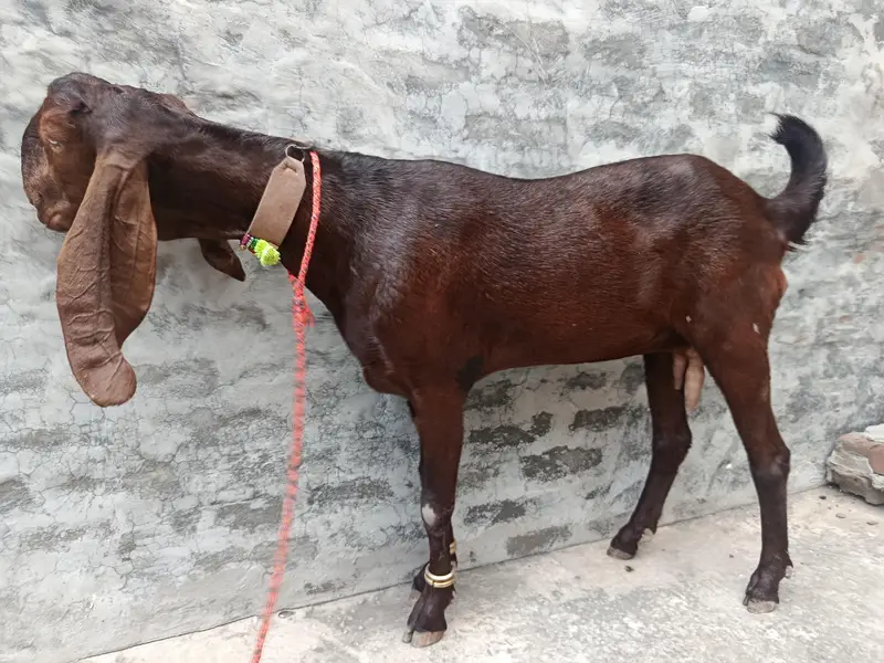 ghaban bakri — photo 7
