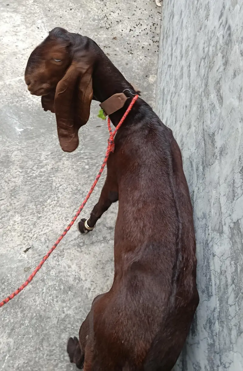 ghaban bakri — photo 8