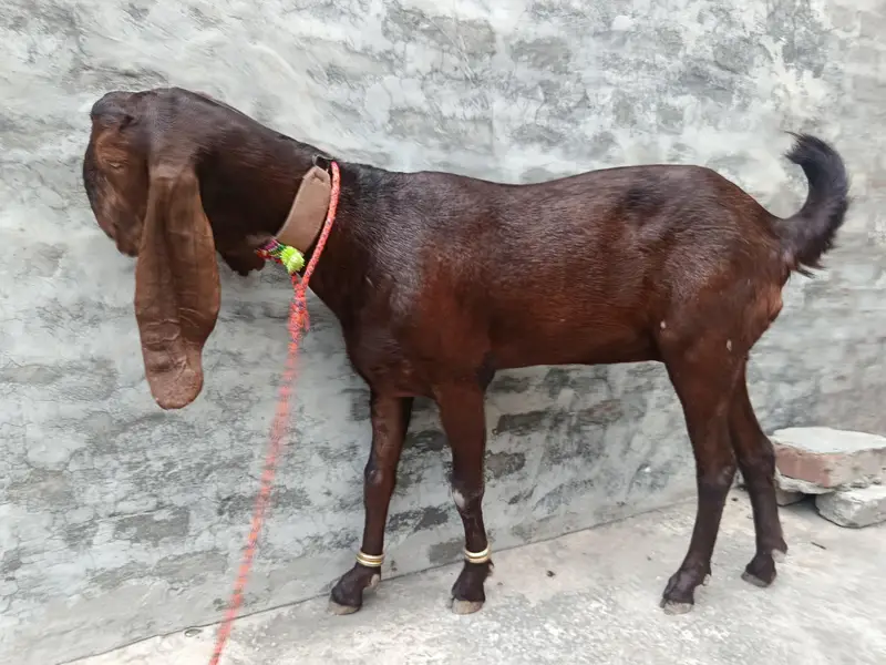 ghaban bakri — photo 9