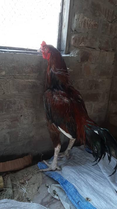 Aseel jis bahi ko samaj aia rabata kara