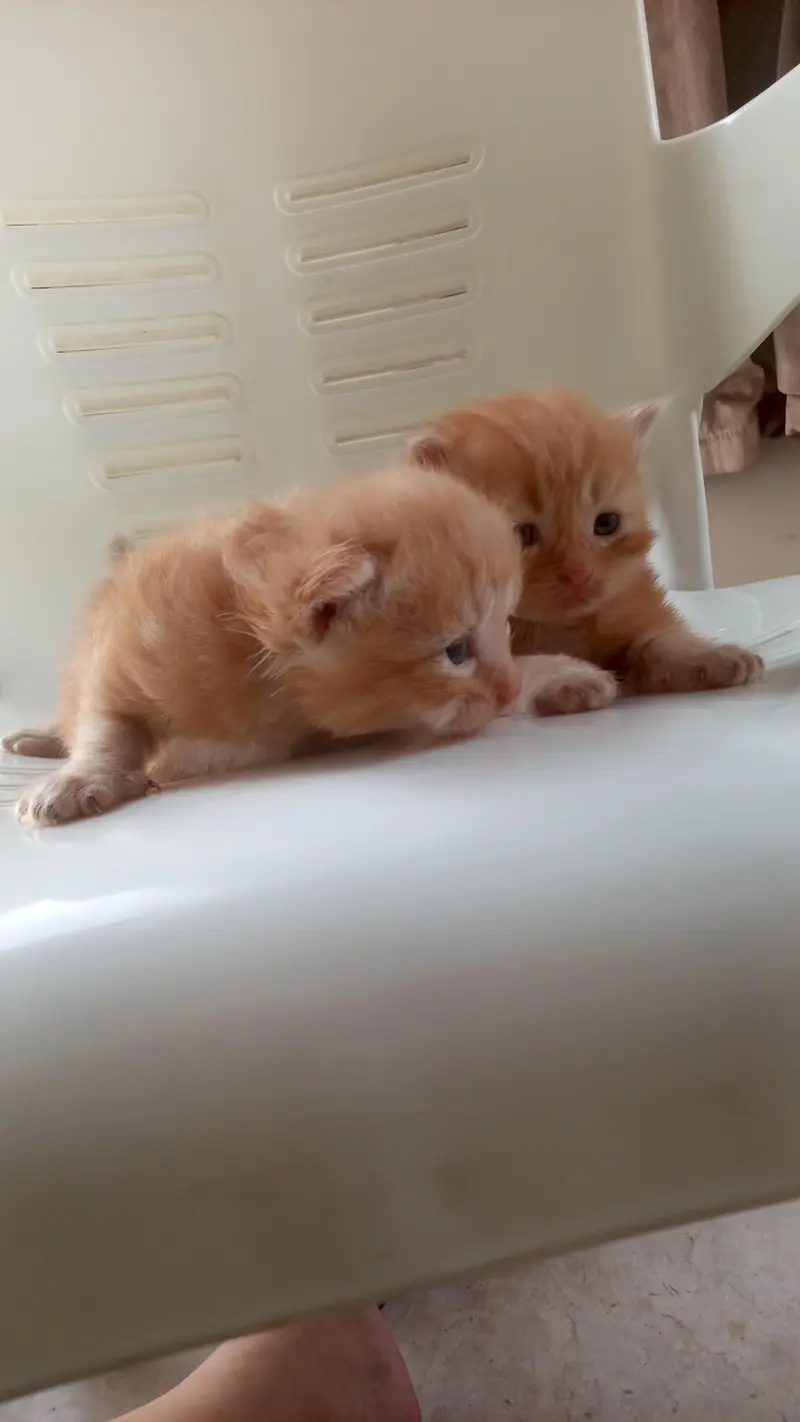 pair of Persian kittens