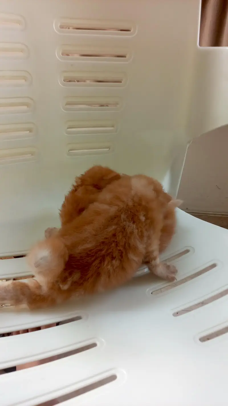 pair of Persian kittens — photo 2