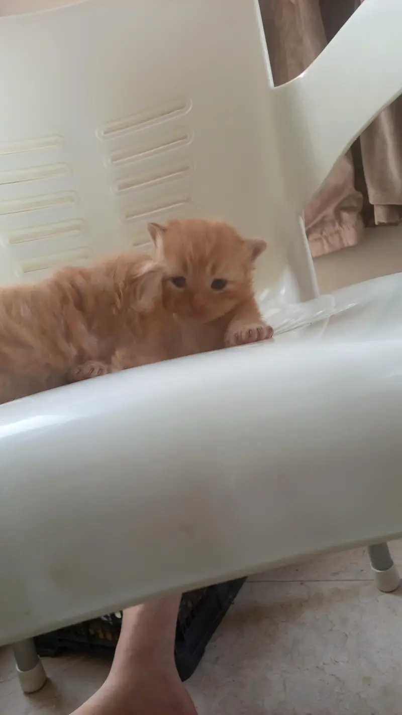 pair of Persian kittens — photo 3