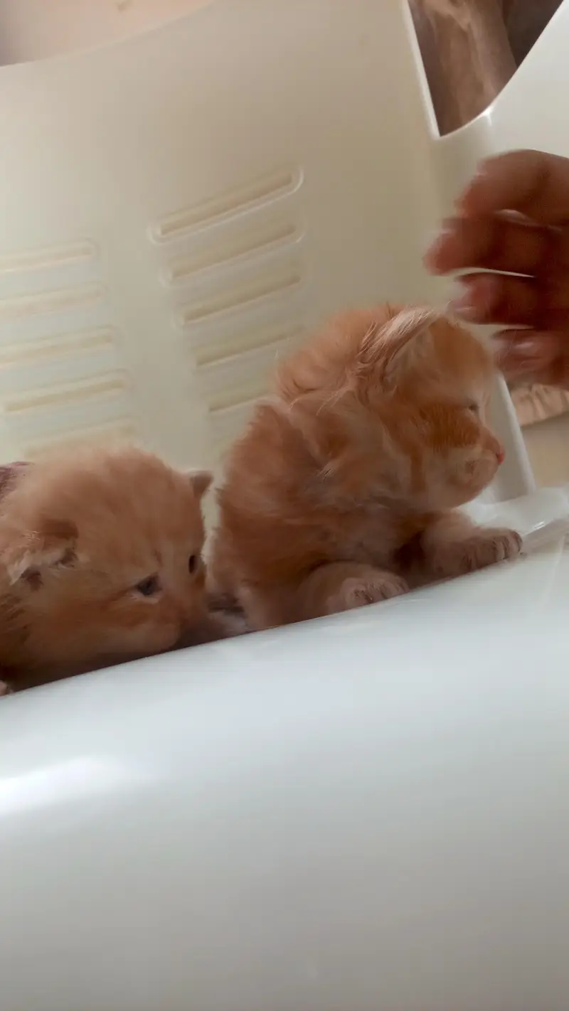pair of Persian kittens — photo 4