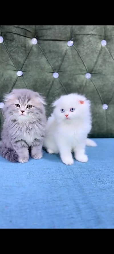 Quality Persian cat & Kittens Male & female    03394673673 WhatsApp