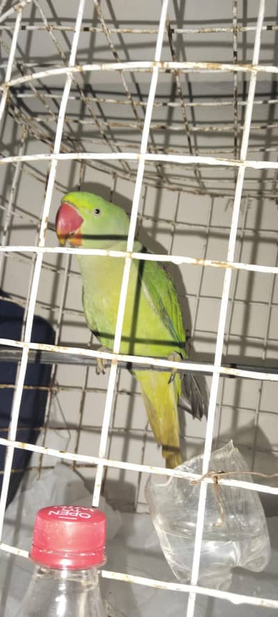Kashmiri raw ringneck