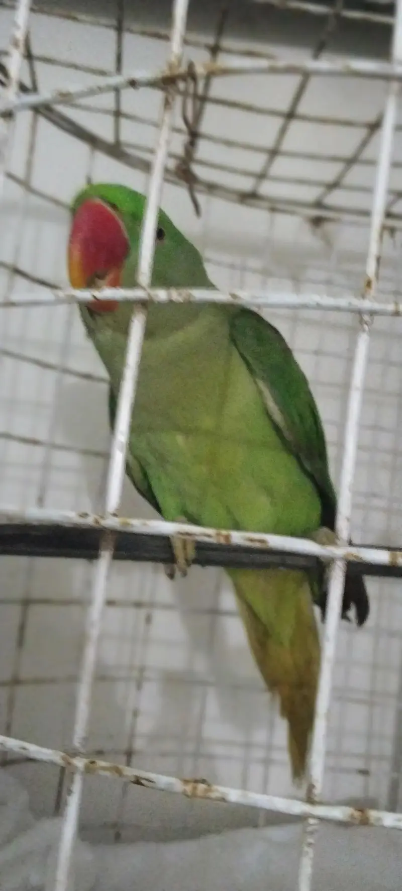 Kashmiri raw ringneck — photo 2