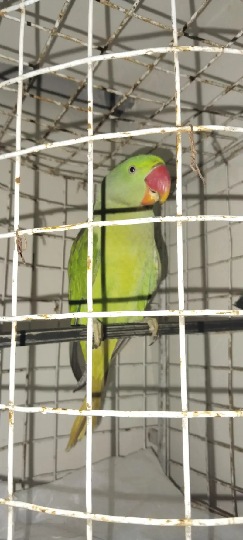Kashmiri raw ringneck — photo 3